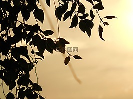 壁紙,側(cè)影,背景