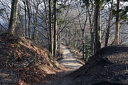 離,森林路徑,森林