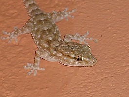 santarostro,爬行動物,性質