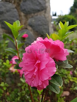 粉紅色,花,自然