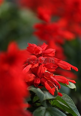 鮮花,自然,紅色的花