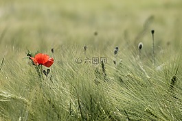 草甸,字段,小麥