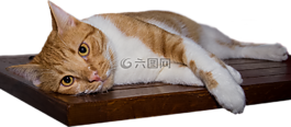 猫,躺在,木