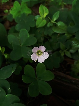 花,小,小東西