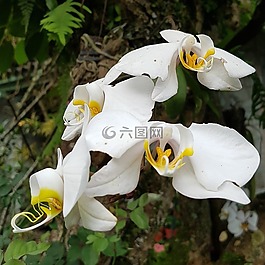 蘭花,白,花