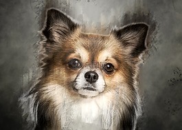 奇瓦瓦,狗,可愛