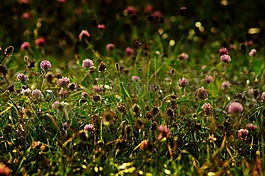 花多,秋季,草地