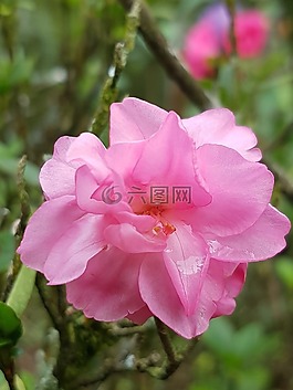 粉紅色,花,自然