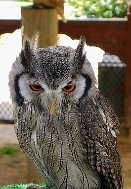 貓頭鷹,鳥,動(dòng)物園