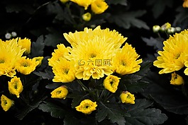 鮮花,黃色,性質(zhì)