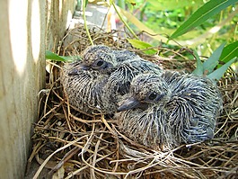 鳥,嬰兒,巢