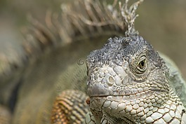 我鼓勵,野生動物,爬行動物