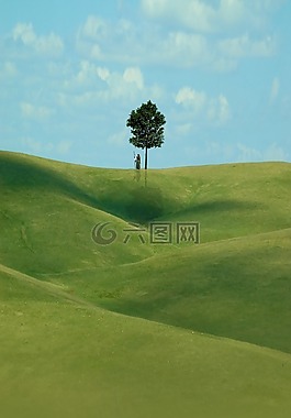 下載,壁紙,樹