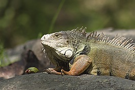 性質,我鼓勵,野生動物