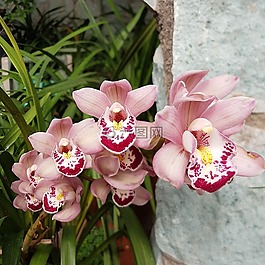 花,蘭花,自然