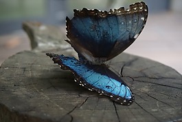 昆虫,蝴蝶,颜色