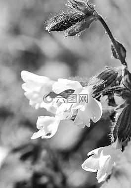 花,夏天花,自然