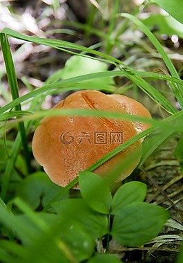 食品,帽,真菌