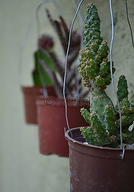 仙人掌,綠色,花園
