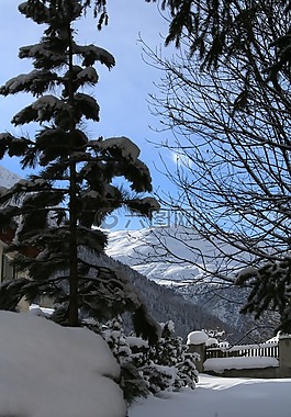 冬天,樹,雪
