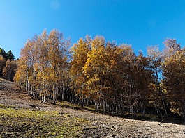 景觀,格羅夫,樹