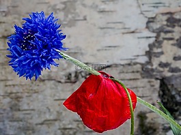 罌粟,klatschmohn,矢車菊