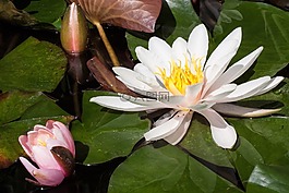 睡蓮,湖玫瑰,水生植物