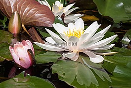 睡蓮,湖玫瑰,水生植物