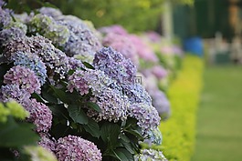 花園,開花,春