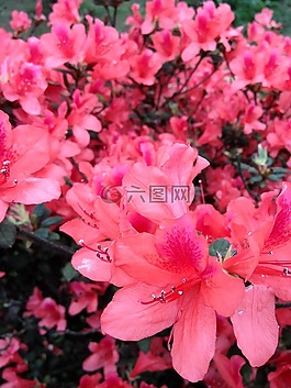 豔麗,花朵,花景