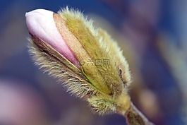 玉蘭,開花,春天