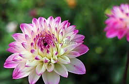 大麗花,嬌琴紗,地?zé)?/>
                            </a>
                            <div   id=
