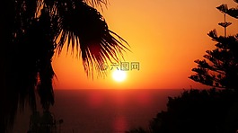 棕櫚樹,日落,塞浦路斯