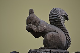 這只松鼠,木,棕色