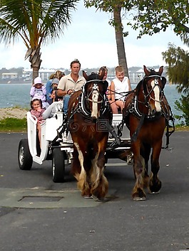 馬,馬車,購物車
