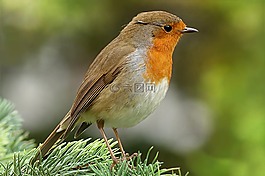 罗宾,erithacus rubecula,鸟