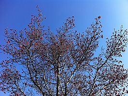皇冠,天空,春天