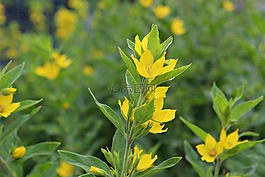 鮮花,綠色,黃色