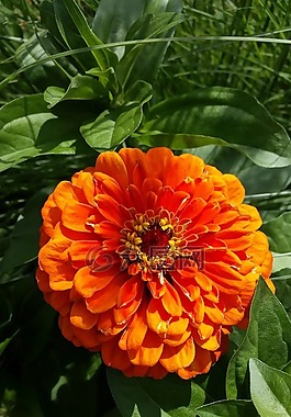 花,花園,紅色