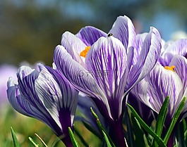 藏紅花,開(kāi)花,春天