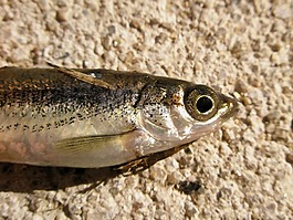 魚
