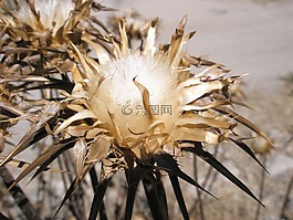 蓟,鲜花,全球水飞蓟