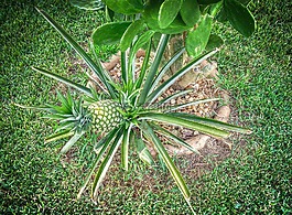 菠蘿,水果,熱帶