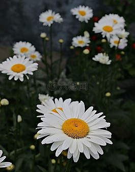 洋甘菊,螞蟻,盛開