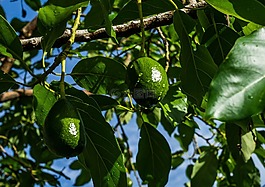 牛油果,蔬菜,食品