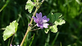 花,野花,紫