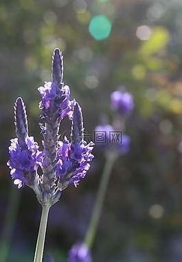薰衣草,花,特寫(xiě)