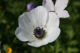 銀蓮花,白,花