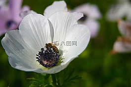 銀蓮花,白,潔白的花朵