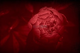 牡丹,花,紅花